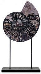 Аммонит Cleoniceras sp.