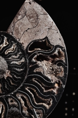 Аммонит Cleoniceras sp.