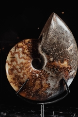 Аммонит Cleoniceras sp.