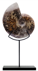 Аммонит Cleoniceras sp.