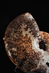 Аммонит Cleoniceras sp.