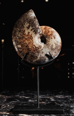 Аммонит Cleoniceras sp.