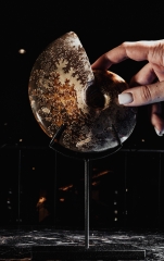 Аммонит Cleoniceras sp.