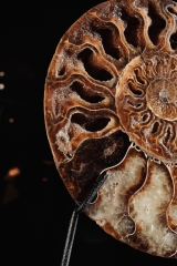 Аммонит Cleoniceras sp.