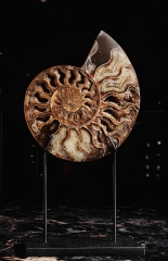 Аммонит Cleoniceras sp.