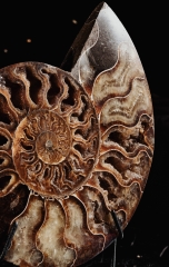 Аммонит Cleoniceras sp.