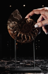 Аммонит Cleoniceras sp.