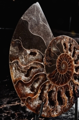 Аммонит Cleoniceras sp.