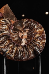 Аммонит Cleoniceras sp.