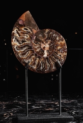 Аммонит Cleoniceras sp.