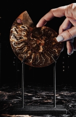 Аммонит Cleoniceras sp.