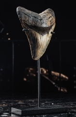Зуб мегалодона 9,5 см