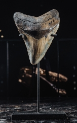 Зуб мегалодона 9,5 см