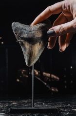 Зуб мегалодона 9,5 см