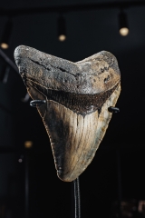 Зуб мегалодона 9,5 см