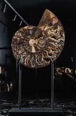 Аммонит Cleoniceras sp.