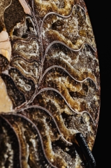 Аммонит Cleoniceras sp.