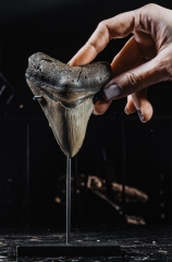 Зуб мегалодона 10,6 см