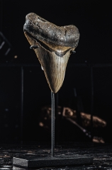 Зуб мегалодона 10,6 см