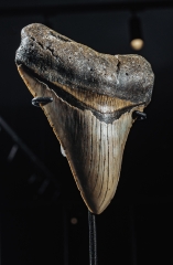 Зуб мегалодона 10,6 см