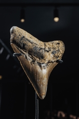 Зуб мегалодона 9,1 см