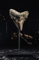 Зуб мегалодона 9,1 см