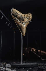 Зуб мегалодона 9,1 см