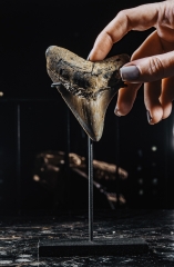 Зуб мегалодона 9,1 см