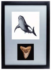 Панно с зубом мегалодона 10,5 см