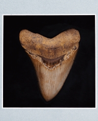 Панно с зубом мегалодона 10,5 см