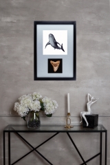 Панно с зубом мегалодона 10,5 см