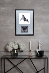 Панно с зубом мегалодона 9,5 см