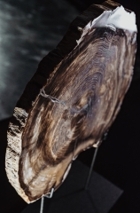 Окаменелый кедр