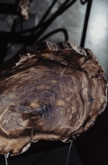 Окаменелый кедр