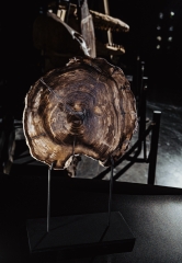 Окаменелый кедр