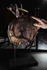 Окаменелый кедр