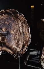 Окаменелый кедр