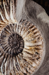 Аммонит Matheronites sp.