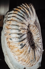 Аммонит Matheronites sp.