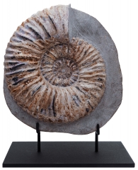 Аммонит Matheronites sp.