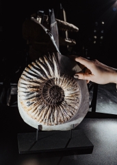 Аммонит Matheronites sp.