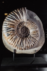 Аммонит Matheronites sp.