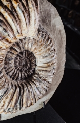 Аммонит Matheronites sp.