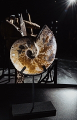 Аммонит Cleoniceras sp.