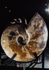 Аммонит Cleoniceras sp.