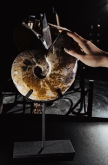 Аммонит Cleoniceras sp.