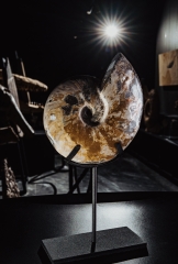 Аммонит Cleoniceras sp.