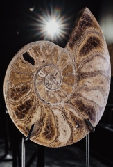 Аммонит Parahoplites sp.