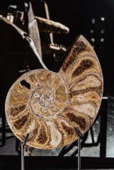 Аммонит Parahoplites sp.