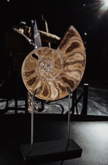 Аммонит Parahoplites sp.